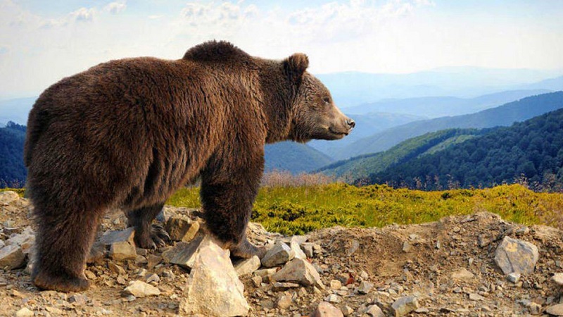 Suspenden la caza y el acceso a una zona de montaña para proteger a una osa con crías