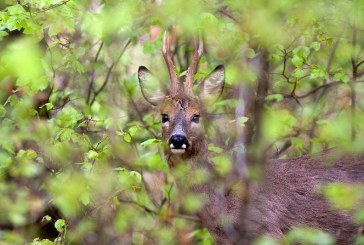 Cazadores y armeros esperan impacientes el regreso a la ‘nueva normalidad’