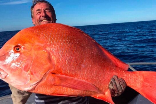 Pesca un emperador rojo de 22 kilos y lo dona a la ciencia para que lo estudien