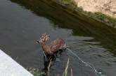 Artemisan y ACE unen fuerzas para evitar la muerte de animales en canales de agua