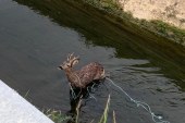 Artemisan y ACE unen fuerzas para evitar la muerte de animales en canales de agua