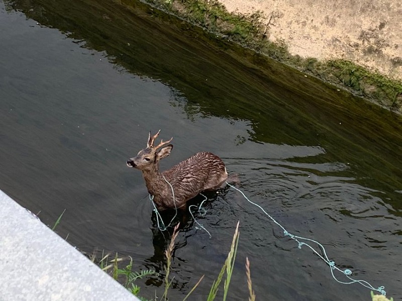 Artemisan y ACE unen fuerzas para evitar la muerte de animales en canales de agua