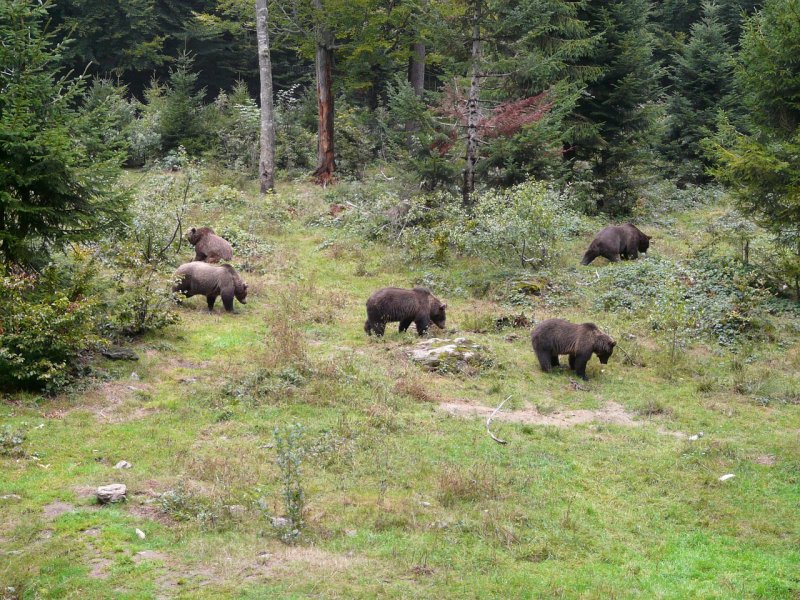 Impacto del turismo de naturaleza sobre la fauna silvestre