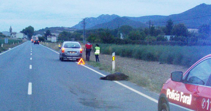 Los cazadores avisan de un previsible incremento en los accidentes de tráfico de Navarra