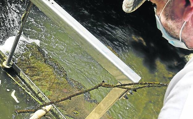 Decenas de peces en el río Butrón a la altura de Mungia