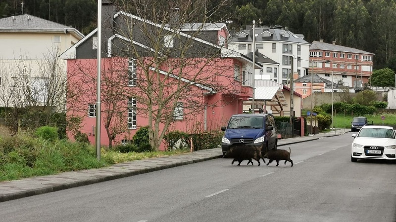 Peleas de jabalíes y perros en pleno casco urbano