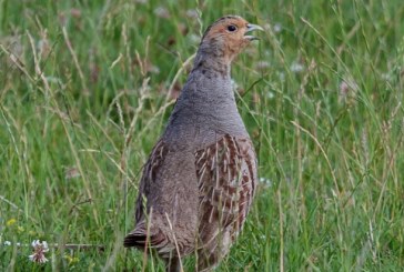 La perdiz pardilla se declara extinta en Suiza