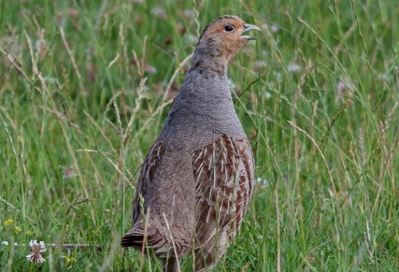 La perdiz pardilla se declara extinta en Suiza