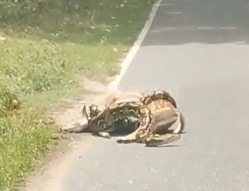 Polémica animalista con video de pitón intentando comer una cierva ¿Tú que harías?