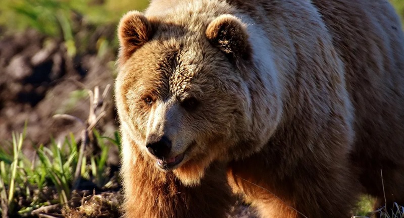 Mientras tanto en Rusia: un oso salvaje ataca a dos ciclistas… en plena carretera
