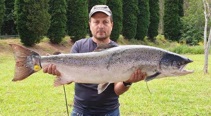 Un «monstruo» de río: el Nalón da el ejemplar más grande de la temporada salmonera en Asturias