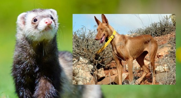 El TC anula cinco puntos de la Ley de Protección de Animales de La Rioja