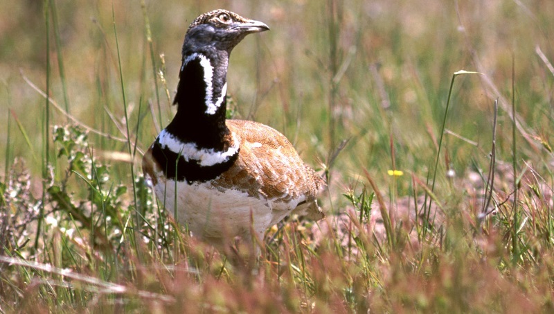 Navarra. Los cazadores lanzan propuestas agrarias en el marco de la PAC para recuperar la fauna menor