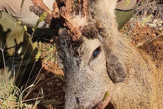 Ejemplar de corzo con cuerna rara y curiosa, cazado por Oscar España en Castilla y León