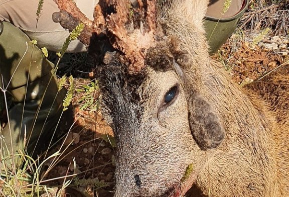 Ejemplar de corzo con cuerna rara y curiosa, cazado por Oscar España en Castilla y León