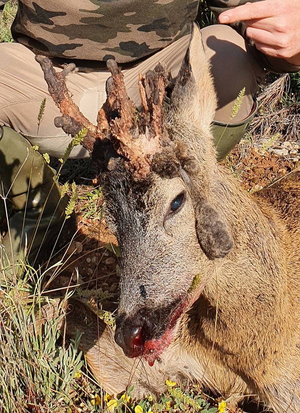 Ejemplar de corzo con cuerna rara y curiosa, cazado por Oscar España en Castilla y León