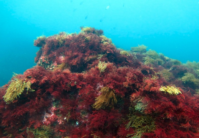 9 de los 14 estuarios y las 4 aguas costeras de la CAPV han alcanzado el buen estado ecológico