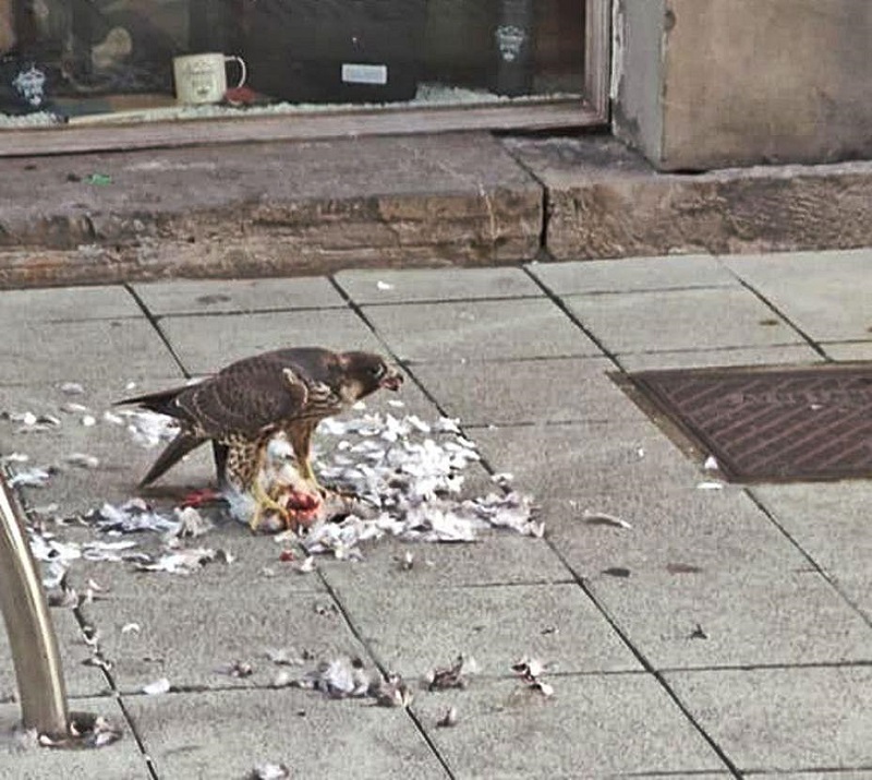 Halcón devora una paloma en pleno centro de Gijón