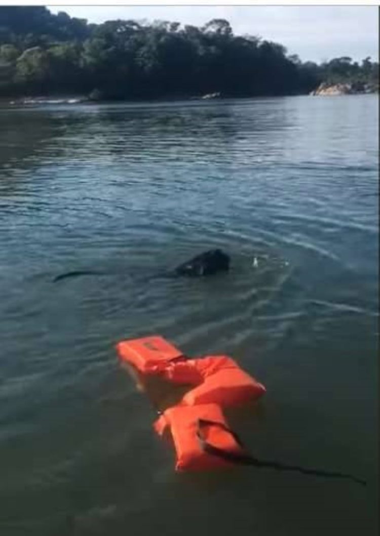 Pescador ve a un extraño animal luchando contra la corriente y se acerca para ayudarlo