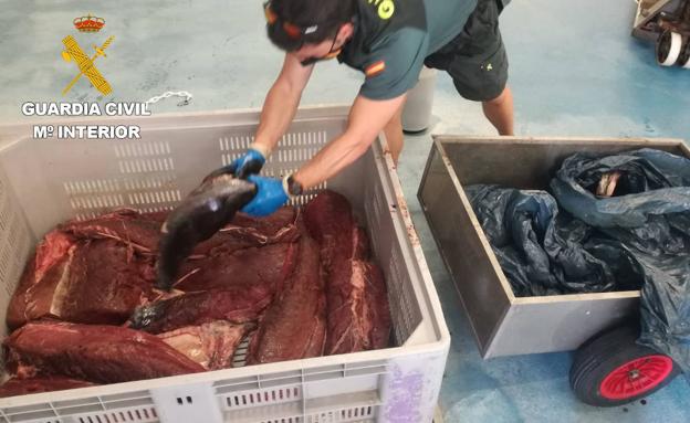 Intervienen en Hondarribia 122 kilos de atún rojo capturado ilegalmente