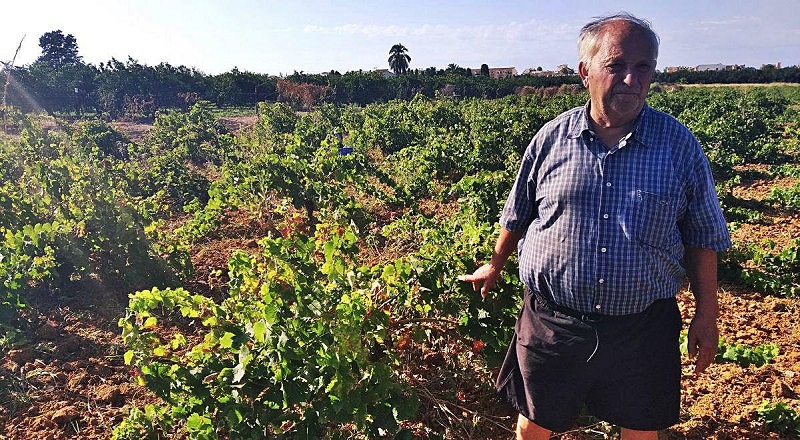 Pierde la cosecha de 1.200 viñas al devorarla los jabalíes