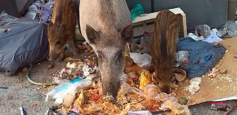 Hallan prevalencia de raticidas en más de 40 jabalíes en Barcelona