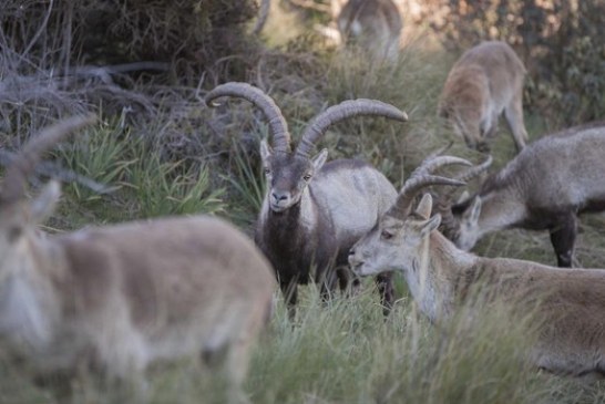 La cabra montés en España, un éxito en la gestión y conservación de especies