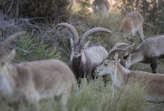 La cabra montés en España, un éxito en la gestión y conservación de especies