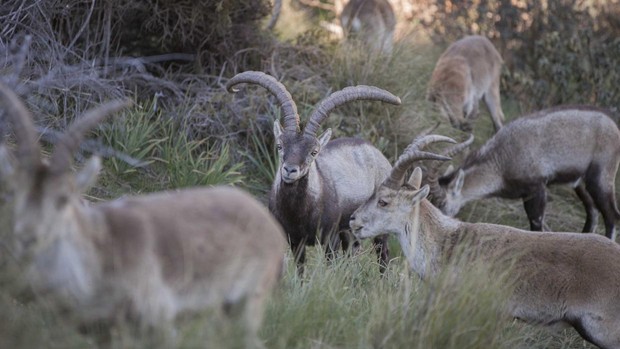 La cabra montés en España, un éxito en la gestión y conservación de especies