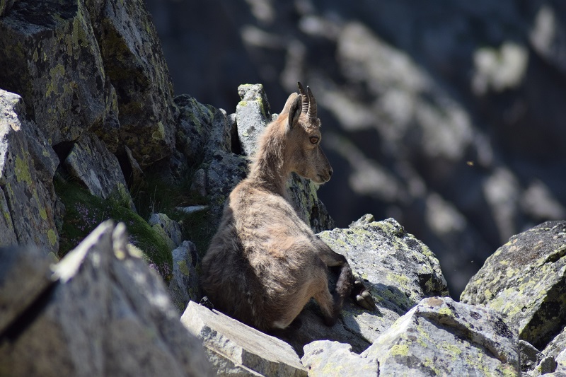 Sarna sarcóptica en fauna silvestre