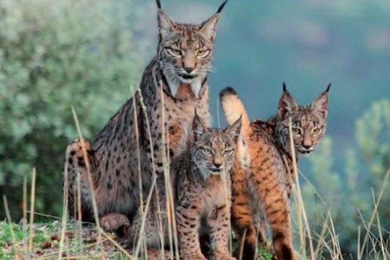 Cazadores comprometidos con la recuperación del lince ibérico