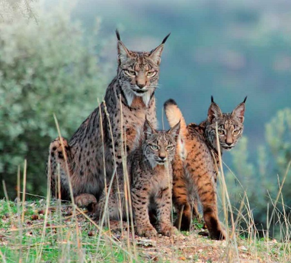 Cazadores comprometidos con la recuperación del lince ibérico