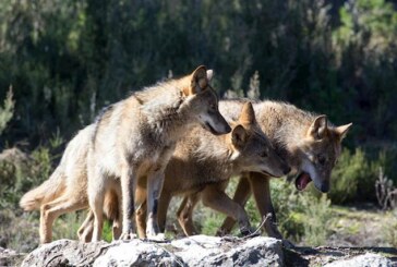 El Gobierno de Cantabria autoriza abatir 34 lobos en los próximos 12 meses en la Comunidad