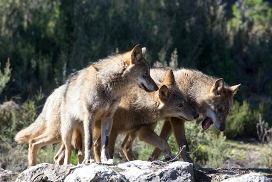 El Gobierno de Cantabria autoriza abatir 34 lobos en los próximos 12 meses en la Comunidad