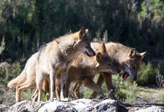 El Gobierno de Cantabria autoriza abatir 34 lobos en los próximos 12 meses en la Comunidad