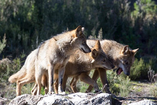 El Gobierno de Cantabria autoriza abatir 34 lobos en los próximos 12 meses en la Comunidad