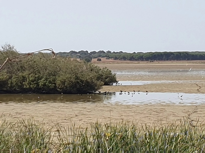 Un virulento brote de cianobacterias fulmina cientos de aves en el entorno del Parque de Doñana