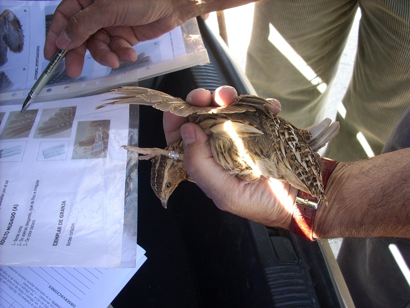 La caza científica para conocer mejor a las especies