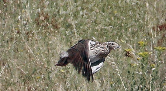 Nuevo ataque del Gobierno de España contra los cazadores