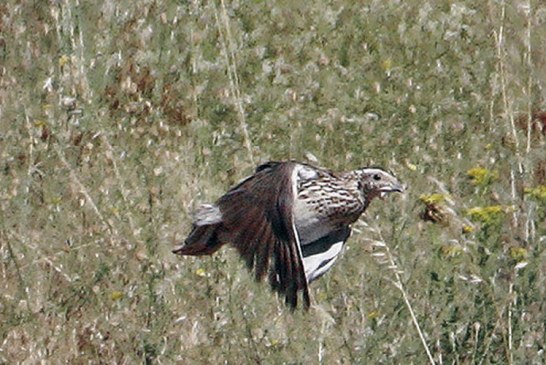 Nuevo ataque del Gobierno de España contra los cazadores