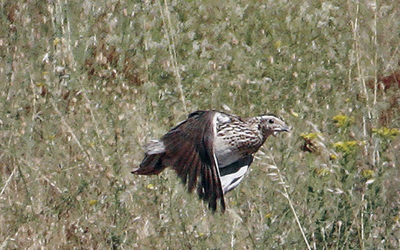 La Federación de Caza de CLM anima a los cazadores a participar en el proyecto ‘Coturnix’ de ciencia ciudadana, aplicada a la conservación de la codorniz