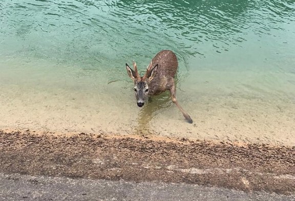 Fundación Artemisan insta a las confederaciones hidrográficas a actuar contra los ahogamientos de animales en canales