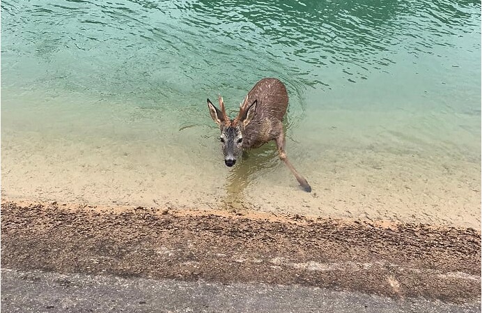 Fundación Artemisan insta a las confederaciones hidrográficas a actuar contra los ahogamientos de animales en canales