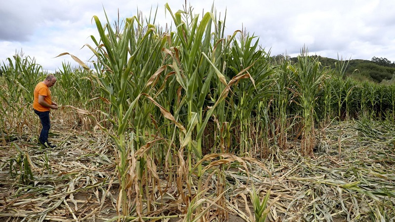 El jabalí se ceba con explotaciones de maíz en Padrón, Rois y Brión