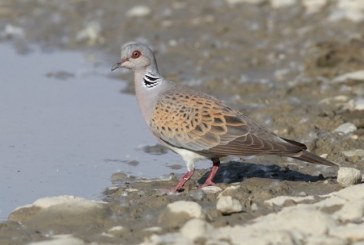 Se abre la media veda: cazadores y ecologistas se baten por codornices, tórtolas y palomas hasta final de septiembre