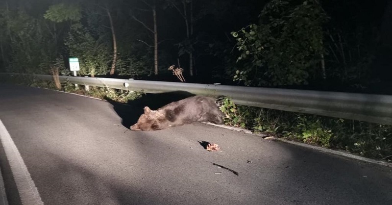 Oso atropellado carretera de Asturias