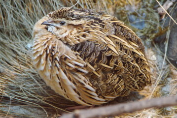La RFEC advierte que SEO/BirdLife persigue ahora prohibir la caza de la codorniz