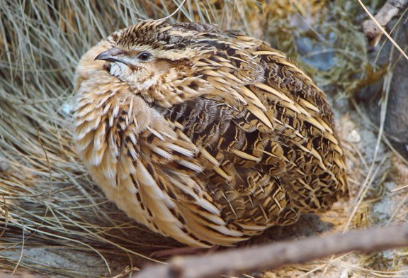 La RFEC advierte que SEO/BirdLife persigue ahora prohibir la caza de la codorniz