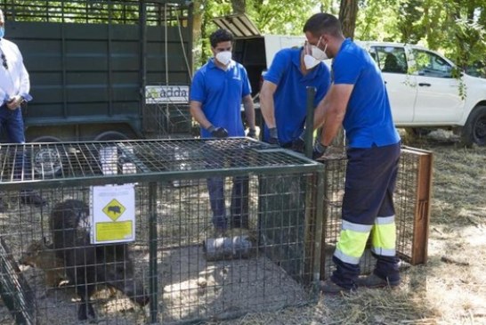 Las trampas para jabalíes de Madrid cazan a 58 ejemplares en apenas dos meses