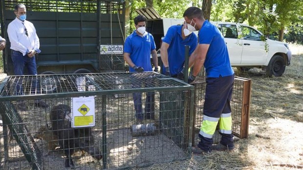 Las trampas para jabalíes de Madrid cazan a 58 ejemplares en apenas dos meses